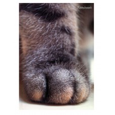 Книга для записей (80 листов А6+() "Пушистые лапы"